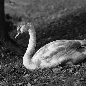 DSC1383n nff