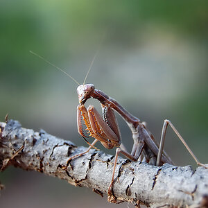 Mantis religiosa
"Gottesanbeterin"

Aufgenommen in der Maccia in Griechenland bei Korinth