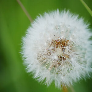 Pusteblume