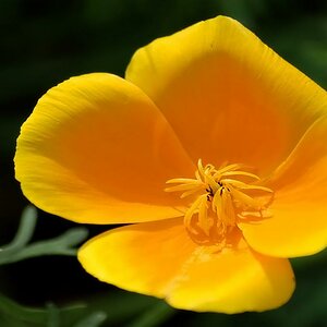 Goldmohn
