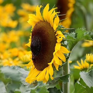 Mottobeet - Sunflowers

Aufgenommen im Palmengarten Frankfurt