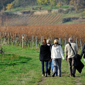 DSC 3330 Weinbergwanderung 1