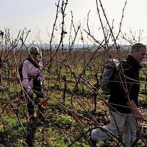 DSC 3330 Weinbergwanderung 2