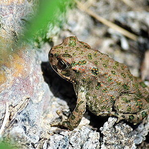 Frosch