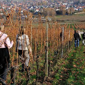 DSC 3347 Abstieg nach Deidesheim