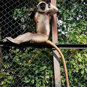 der colle Affe