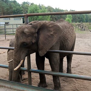 Elephanten sind echt imposant 1