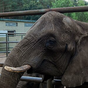 Elephanten sind echt imposant 3
