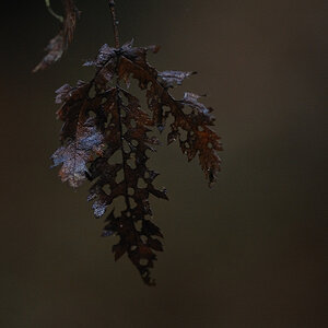 Herbst Blatt01