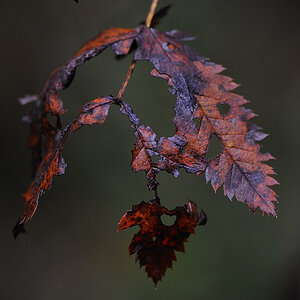 Herbst Blatt04