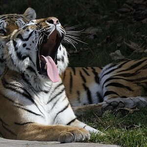 Tiger ISO1402