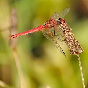 Libelle