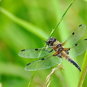 Libelle
