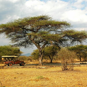 Schirmakazie im severin Savaricamp Tsavo West