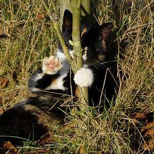 Katze(2)