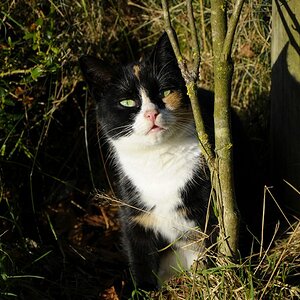 Katze(5)