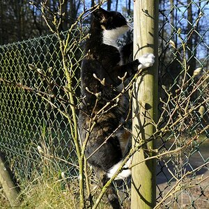 Katze(6)
