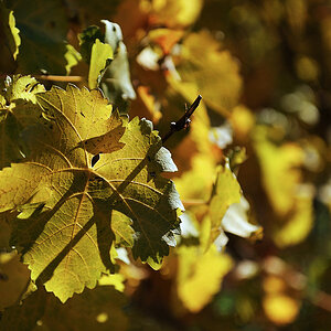 Weinblätter