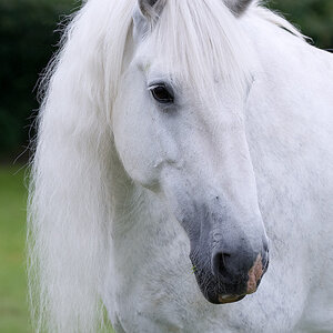 Shire Horse Schimmelstute Anna