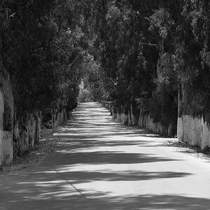 Eucalyptusallee