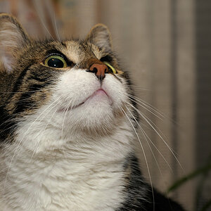 Oskar