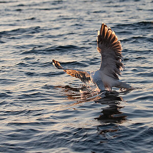 Lofoten103