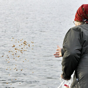 Enten füttern am Baldeneysee