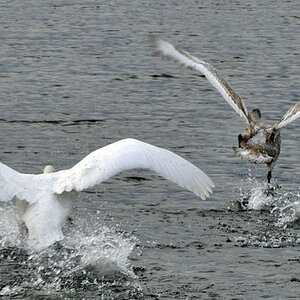 Flucht