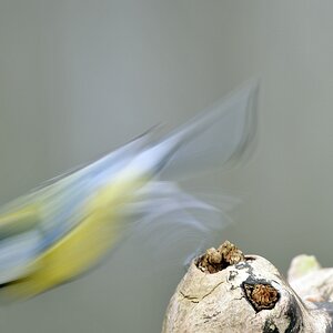 verkleinertAbflug Kohlmeise
