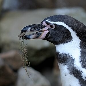 comp2 Rheine II   095neu