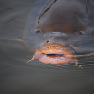 eure Fische #02
