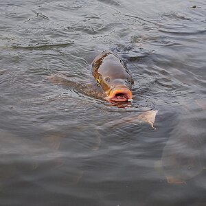 eure Fische #03