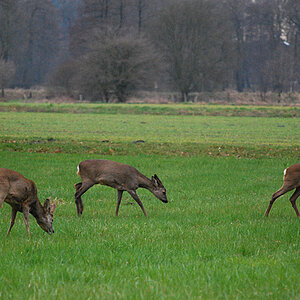 eure Wildlife #01