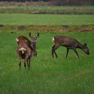 eure Wildlife #02