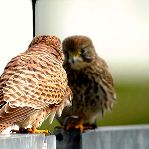 Junger Turmfalke bei der Betrachtung seines Spiegelbildes.
