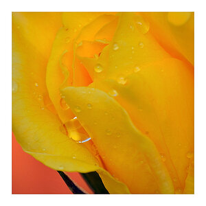 Gelbe Rose