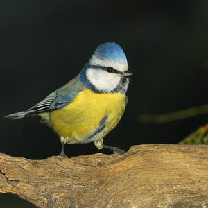 Blaumeise