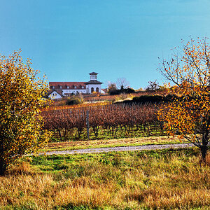 Weingut mit Teehaus