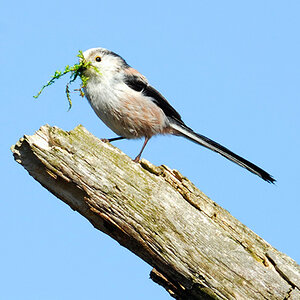 Schwanzmeise