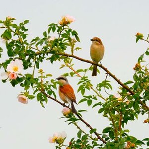 Neuntöterpärchen
