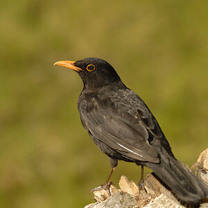 Amsel Frühjahr 08