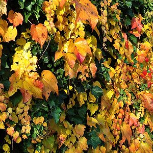 Herbst 5