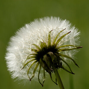 Pusteblume 0508