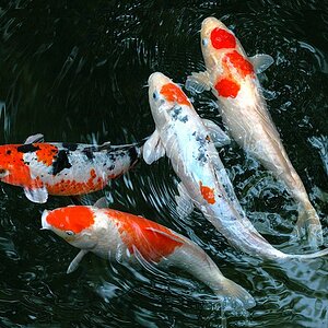 KOI 2