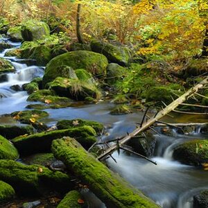 Bayern Kleine Ohe im Herbst