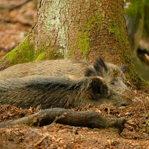 Wildschwein Siesta