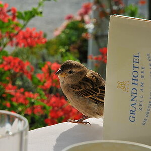 D30 3168f Spatz in Zell am See