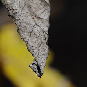 Herbst Blatt10