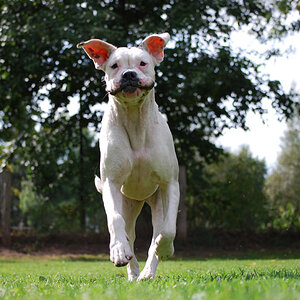Boxer
