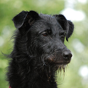 Riesenschnauzermischling
